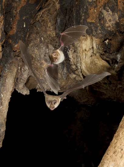 BAT